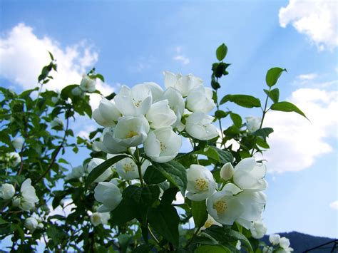 茉莉花圖|超过 700 张关于“茉莉花”和“茉莉”的免费图片